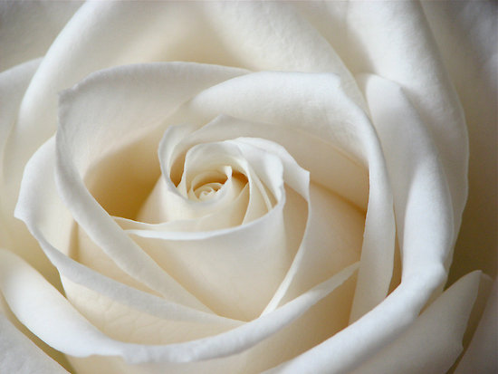 white rose