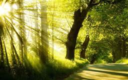 tree-sunlight